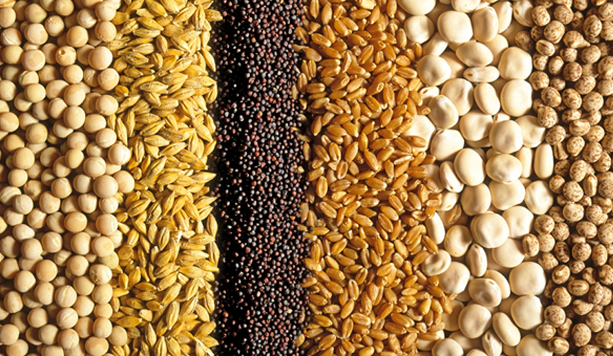 Animal Feed